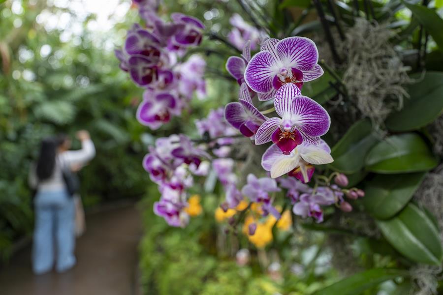 orquideas