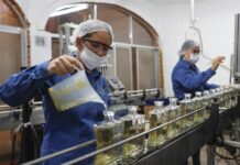 Mujeres trabajan en la destilería de tequila ‘Leyenda de México’ (2)