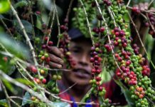 hombre recolectando café en la aldea Florida