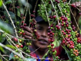 Del campo a la taza: así sacude al mundo del café el clima, la inflación y la geopolítica hombre recolectando café en la aldea Florida