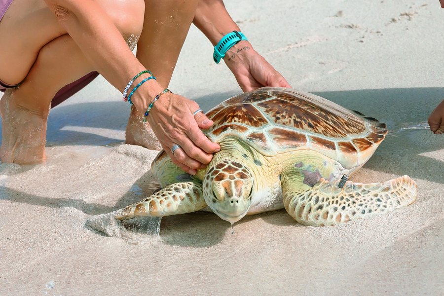 la tortuga verde 'Addie'