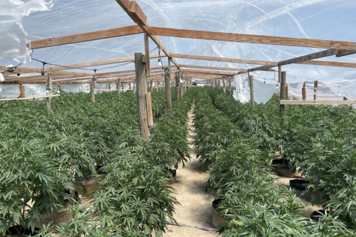 Autoridades decomisan más de 120 millones de dólares en cannabis ilegal en California campos intervenidos por las autoridades en el Valle Central de California