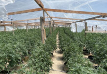campos intervenidos por las autoridades en el Valle Central de California
