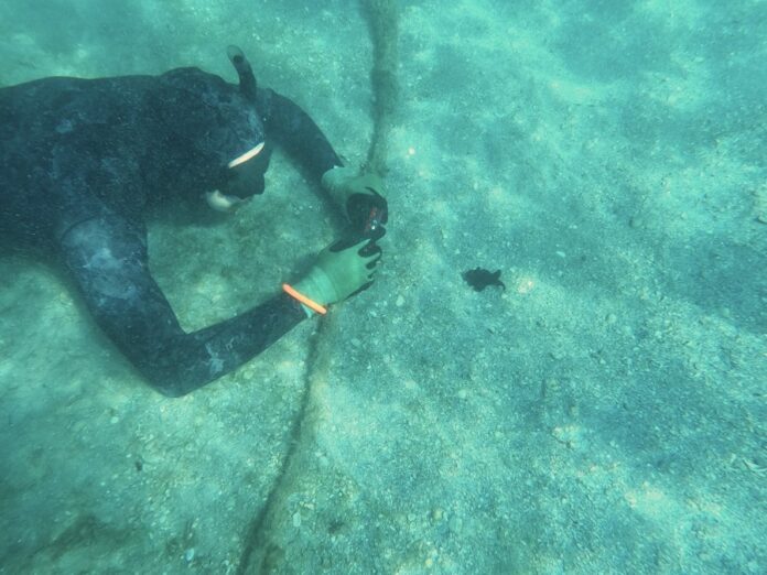 Científicos alertan de una enfermedad en Florida que amenaza a las estrellas de mar Científicos alertan de una enfermedad en Florida que amenaza a las estrellas de mar