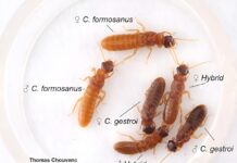 Científicos confirman presencia de colonias híbridas de termitas invasoras en Florida Científicos confirman presencia de colonias híbridas de termitas invasoras en Florida