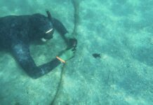 Científicos alertan de una enfermedad en Florida que amenaza a las estrellas de mar