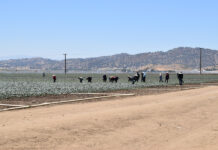 agricolas