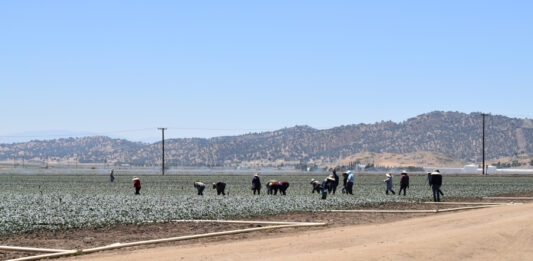 agricolas