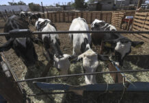 Cierre fronterizo de EE.UU. al ganado mexicano provoca alza de precios y cotización futura