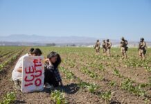 México dice que atiende a sus connacionales tras redadas de ICE en cultivos en California