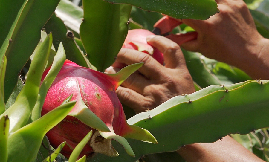 Productores del sur de M&eacute;xico apuestan por cultivo de la pitahaya para arraigar a juventud