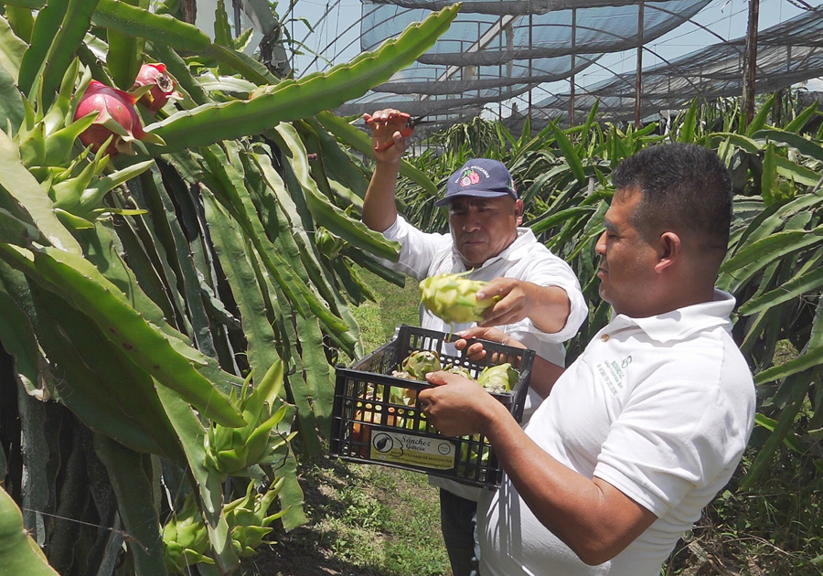 Agricultores trabajan en un cultivo de pitahaya