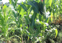 Productores de maíz del sureste de México enfrentan crisis debido altas temperaturas