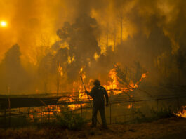 Incendio forestal