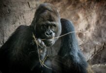 Muere a los 44 años Gino, el gorila más viejo del parque Animal Kingdom de Disney