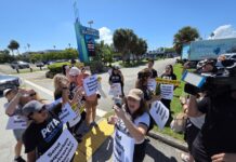 El Miami Seaquarium cerró tras 70 años y pasar de ícono de la ciudad a centro de polémica
