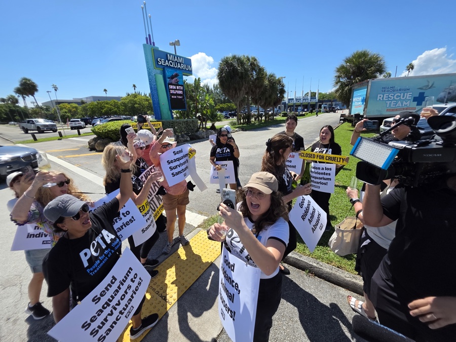 El Miami Seaquarium cerró tras 70 años y pasar de ícono de la ciudad a centro de polémica El Miami Seaquarium cerró tras 70 años y pasar de ícono de la ciudad a centro de polémica