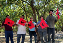 Pizcadores de tomate logran mejoras laborales en California pese a redadas migratorias Pizcadores de tomate logran mejoras laborales en California pese a redadas migratorias