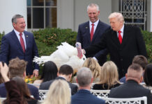 Trump indulta dos pavos por Acción de Gracias y anula los perdones que dio Biden Trump indulta a dos pavos por Acción de Gracias y anula los perdones otorgados por Biden