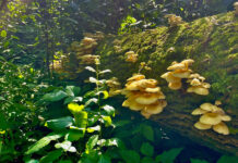 Científica de Florida alerta sobre la propagación de hongos ostra dorados en el estado