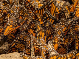 Millones de mariposas monarcas regresan a México junto al enigma de su migración Millones de mariposas monarcas regresan a México junto al enigma de su migración