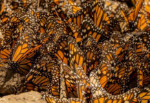 Millones de mariposas monarcas regresan a México junto al enigma de su migración