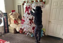 Migrantes ruegan ser "invisibles" para los agentes de Inmigración en esta Navidad Migrantes en EEUU ruegan ser "invisibles" para ICE en esta Navidad