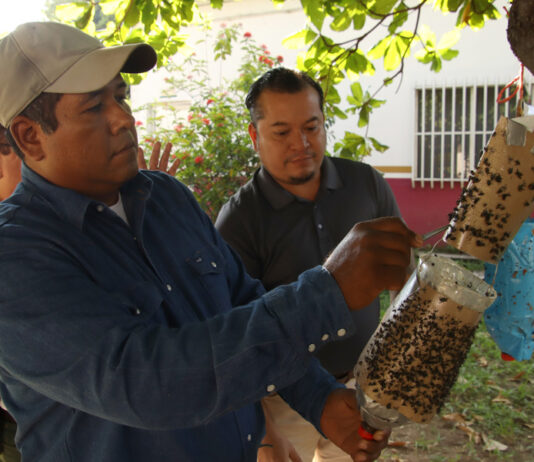 Productores en sur de México lanzan trampas artesanales para contener al gusano barrenador Productores en sur de México lanzan trampas artesanales para contener al gusano barrenador