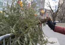 Del salón a la trituradora: Nueva York recicla árboles de Navidad para nutrir sus parques
