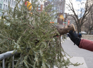 Del salón a la trituradora: Nueva York recicla árboles de Navidad para nutrir sus parques