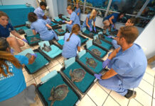 Llegan a Florida tortugas marinas lora para recuperarse del frío extremo del norte de EE.UU. Llegan a Florida tortugas marinas lora para recuperarse del frío extremo del norte de EEUU