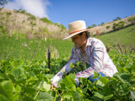 Plan del WFP: comida fresca a los escolares y progreso a los agricultores en Latinoamérica
