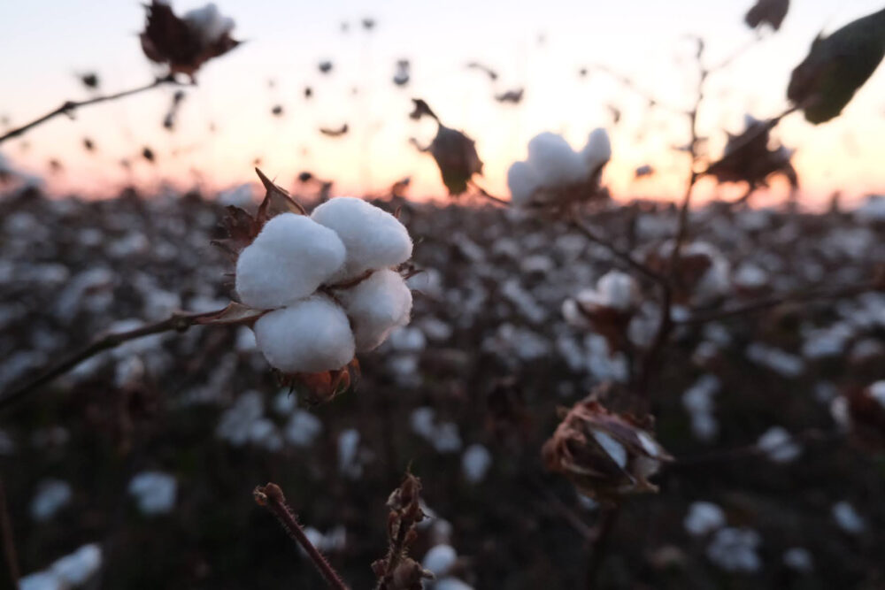Cotton