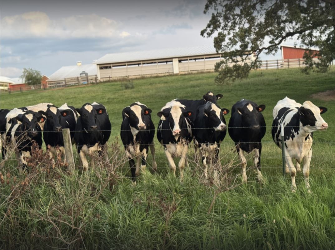 Palmer-Cows