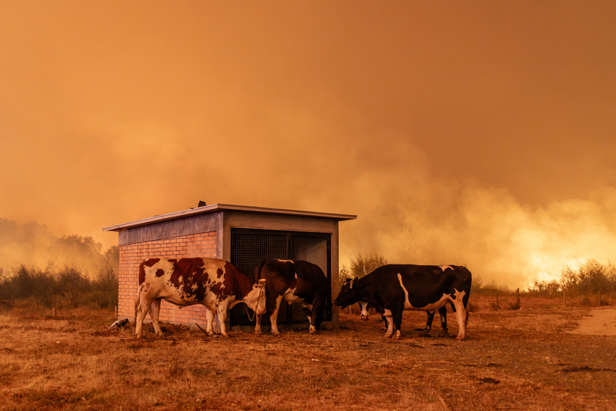 Chile: 16 muertos en incendios forestales en dos regiones del sur