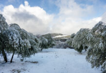 Casi la mitad de EE.UU. declara emergencia por temporal de nieve y hielo La nieve