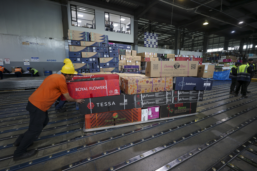 Exportaciones de flores impulsan mayor actividad de carga en el aeropuerto de Quito