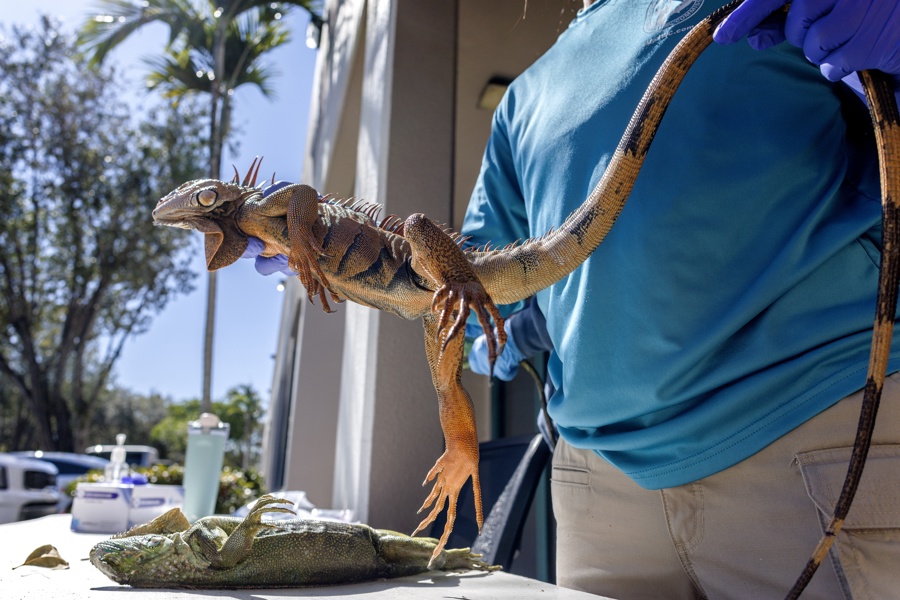 iguanas congeladas