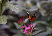 Mariposa monarca