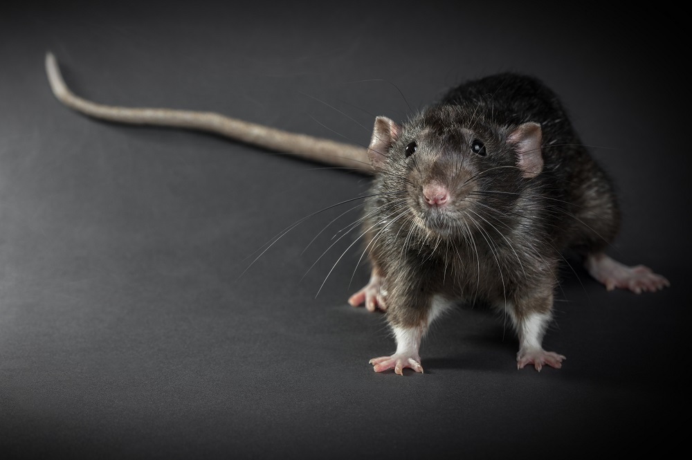 Animal gray rat close-up ratas