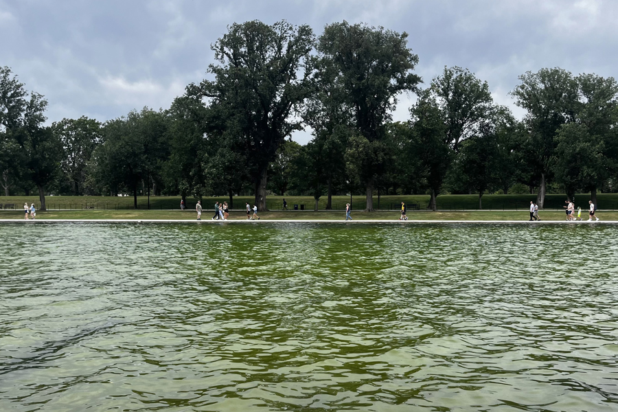 Las algas retornan al estanque reflectante de Washington tras la remodelación de Trump Las algas retornan al estanque reflectante de Washington tras la remodelación de Trump