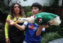 Merlín, la sensación con alas salva un Mundial y a su familia mexicana
