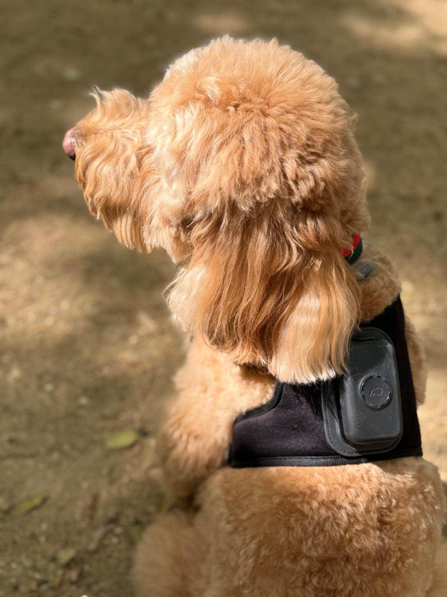Un perro lleva el dispositivo biom&eacute;trico de AcuPet Health, dise&ntilde;ado por una empresa de Asturias, para favorecer la prevenci&oacute;n y ayudar a los tutores a conocer el estado de salud de sus mascotas. EFE