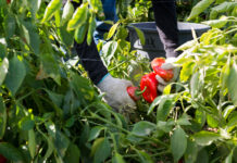 Farmworker (1)