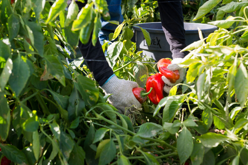 Farmworker