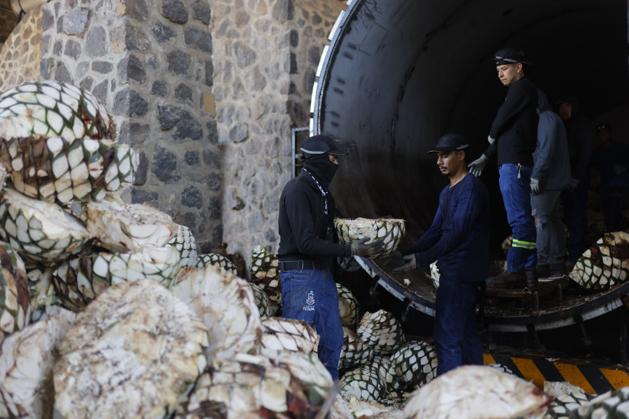 Caída de precios de agave deja campos abandonados y plagas en México, dicen tequileros