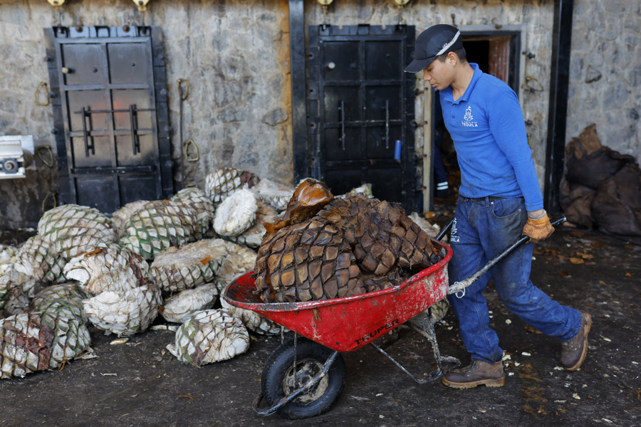 Caída de precios de agave deja campos abandonados y plagas en México, dicen tequileros