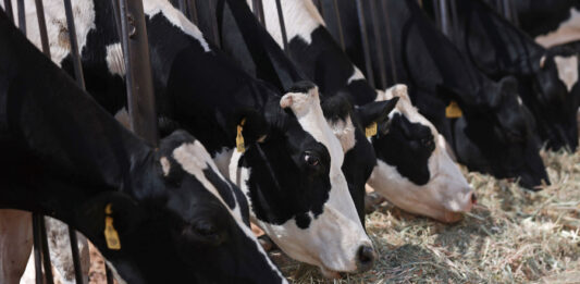 Los ganaderos advierten que las redadas de ICE podrían encarecer la carne de res Ganaderos