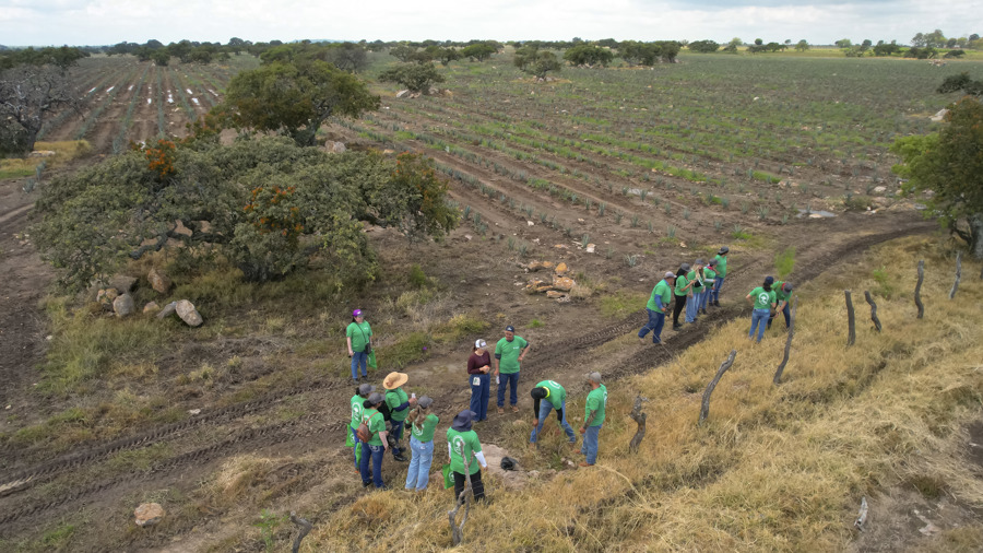 Un grupo de voluntarios participa en una jornada de plantación de árboles en campos de agave este sábado, en Ojo Zarco,