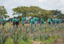 El estado mexicano de Jalisco busca recuperar sus bosques ante el auge mundial del tequila